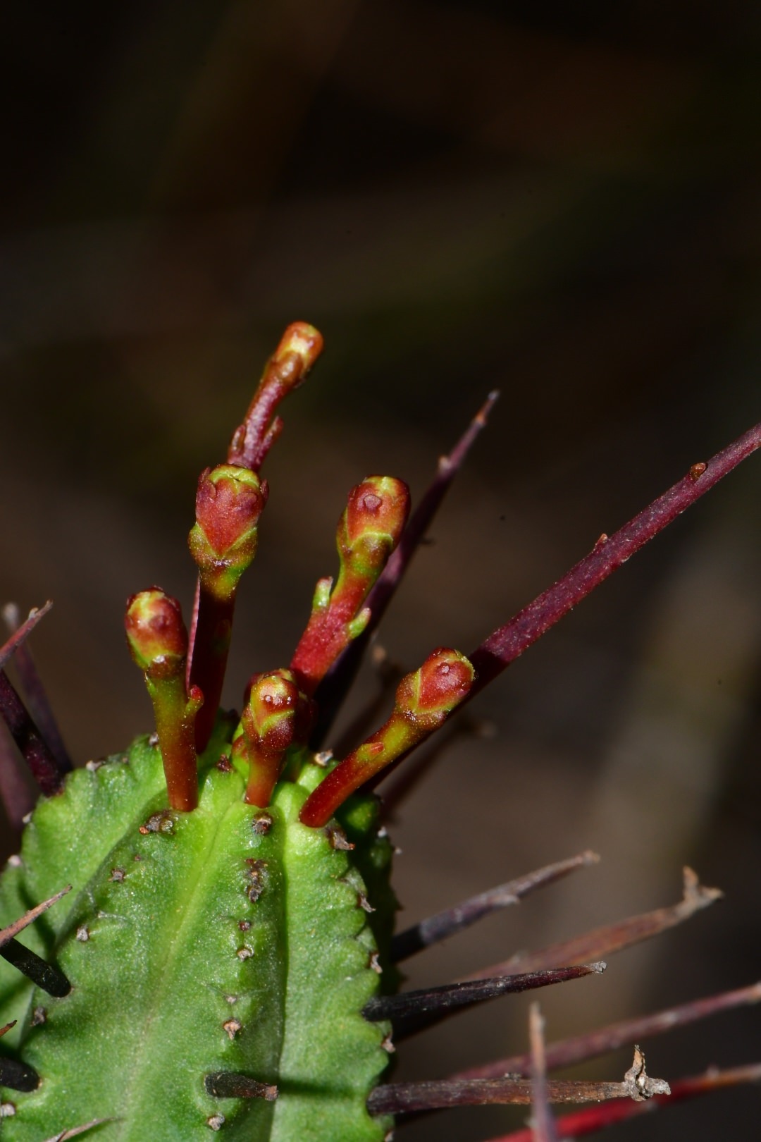 Euphorbia fulva